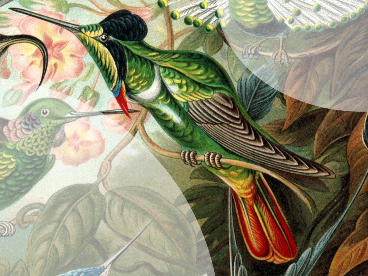 Dos poemas de Marianella Sáenz Mora