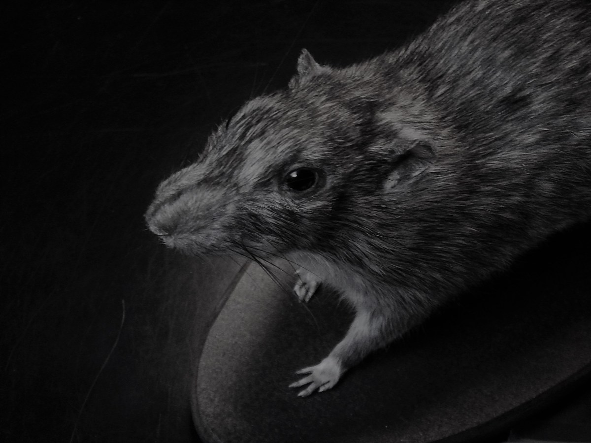 Brujería en el imaginario cultural latinoamericano: «Despertar» (relato) por Santiago Garcés Moncada