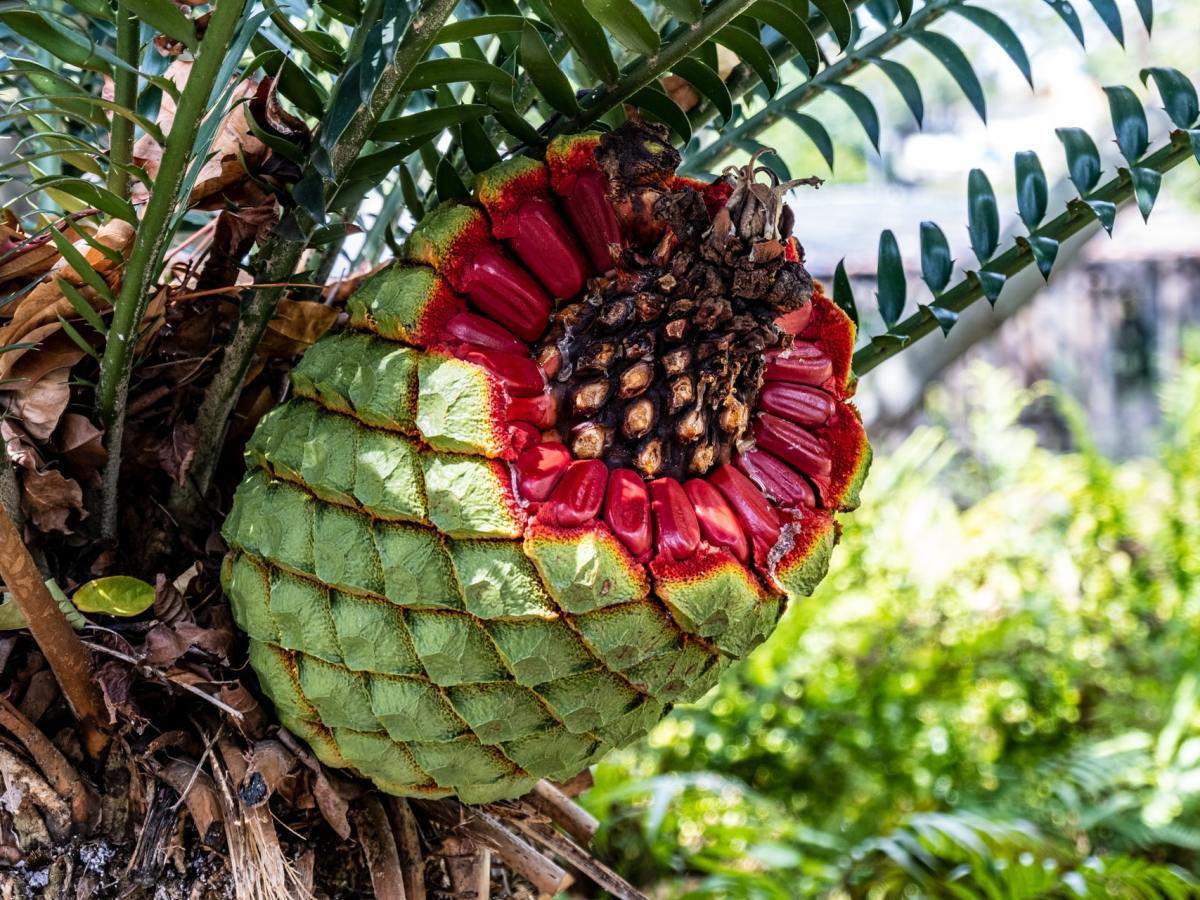 Poesía mexicana: crónicas del génesis por Xochipilli Hernández
