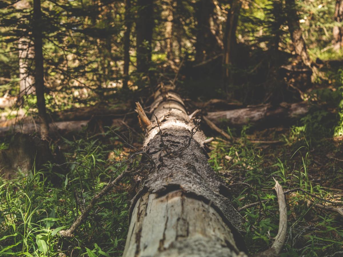 Poesía argentina: Bienvenida por Carlos Belziti