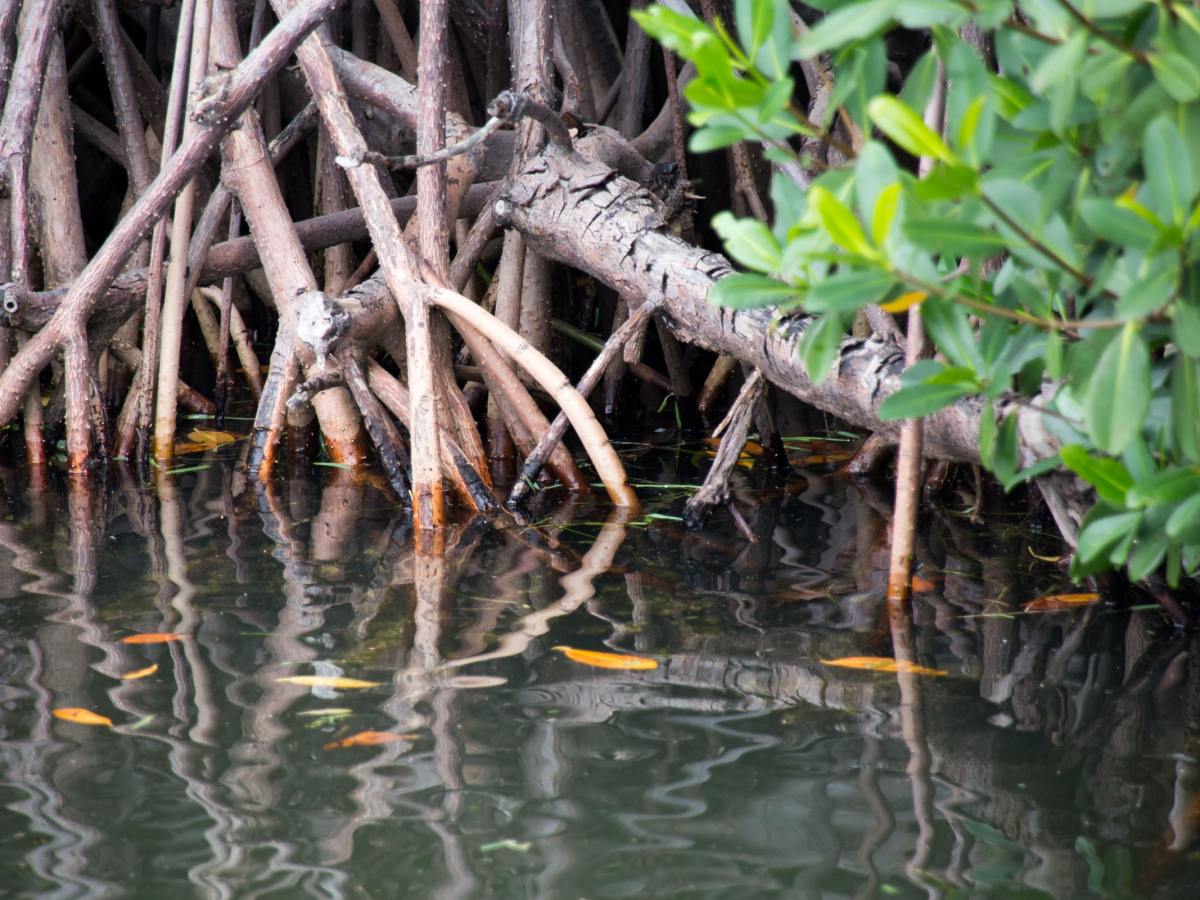 Cuento mexicano: Somos manglar, no playa por Eduardo Omar Honey Escandón