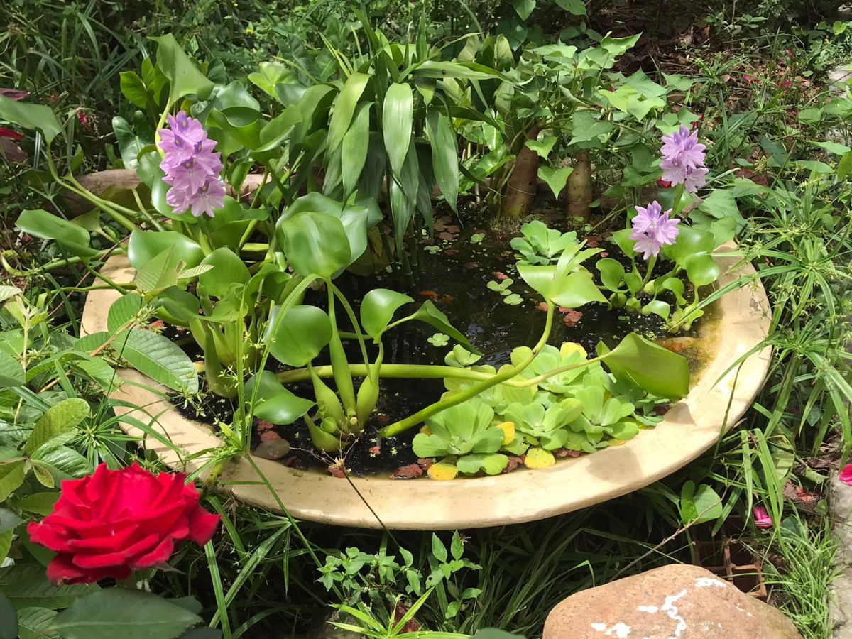 Ensayo brasileño:  O que laguinhos podem nos ensinar por Mirna Wabi-Sabi